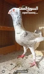  7 حمام نخب بيع او  بدل