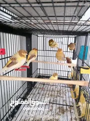  4 جلوستر مخاليف جلوستر..............