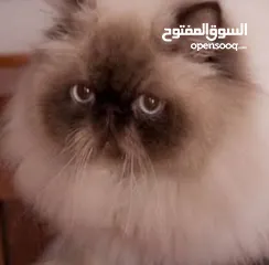  1 بسه هيمالايا للبيع انثى معها كل اغراضها