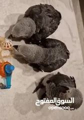  1 TALKING BABY AFRICAN GREY PARROTS