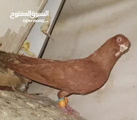  17 حمام جواز بصلات على نبي الحبه ب دينارين واغلبو تحتيو فراخ وبيض