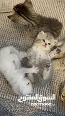 5 Kittens (Adorable)