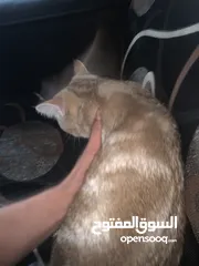  3 قط سكوتش بيور