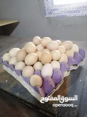  1 دحي براهمه سبرايت