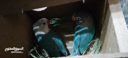  2 موجود جوز فيشر برو