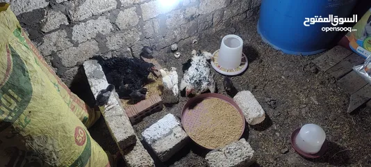  1 فراخ هندي رقد