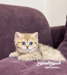  1 انثى سكوتش ستريت ، جولدن نمر مصغر