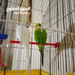  2 جوز عصفير حب البيضه انثا والاخضر ذكر  مع قفص وكوخ