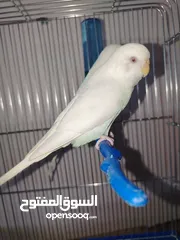  1 جوزين حب البينو للبيع