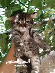  18 همالايا مكس شانشيلا