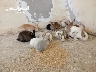  7 أرانب ذكور  للبيع في عمان جاوا  5 دنانير الواحد عدد 7