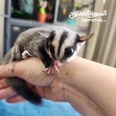  6 Suger Gliders (2 Females - Twin Sisters)