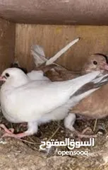  8 زغاليل لبيع حجم كبير طازج صحه ونظافه  فيه امكانيه الذبح والتنظيف والتوصيل