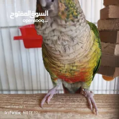  8 طيور للبيع