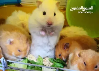  4 هامستر لطيف للبيع احجام