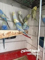  10 مجموعة طيور