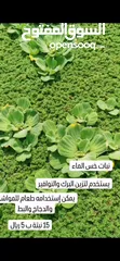  2 نبات الازولا   خس الماء  نبات زهرة النيل