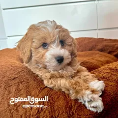  6 /كوكابو/Cockapoo