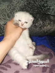  16 القطط الصغيره عمرهااا 2 شهرين ..القطط الكبيره عمرها 8شهور .. القط الاحمر سنه و3شهور