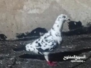  13 حمام للبيع