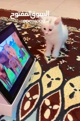  12 قطط شيرازية جميلة للبيع