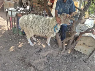  2 تيس غنم عساف للبيع شغال