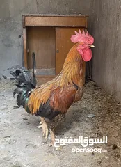  1 دجاج للبيع