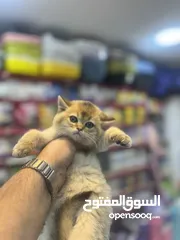  7 مفاجأة سارة عرض خاص جدا جدا على سكوتش ستريت ny12 طفرة نادرة لعبة تبارك الرحمن