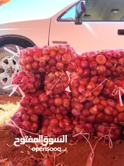  2 بصل نحاسي للمونه