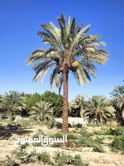  4 نخل مثمر جميع الارتفاعات