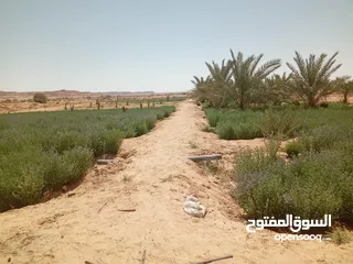  3 للبيع مزرعة في سيوة