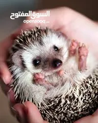  3 جوز قنفذ  وسلحفاه و قطه كتنز و بطه عدد 3 بطات  قنافذ اليفه و سلاحف بريه تربيه منزليه لقطه كوم هامستر