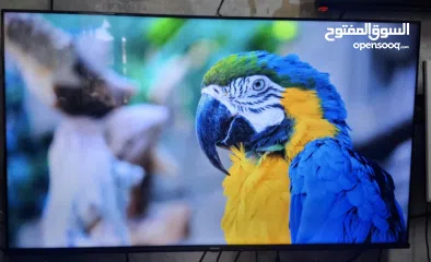  2 شاشات بتغيّر جو البيت كلو  أحجام بتناسب كل بيت وكل مساحة  جميع التحجام والانواع