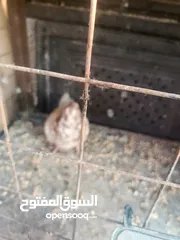 4 حمام مشكل زوجل مكتيف بلجكه جوز حمام انواع