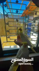  2 طير كوكتيل اليف جدا  زق يدوي ثوب جميل حبة جامبو العمر  عين حمرا 4شهور  لون مميز لاتينو بيعطي راس