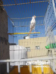  4 كنار ليبيع
