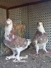  1 حمام للبيع