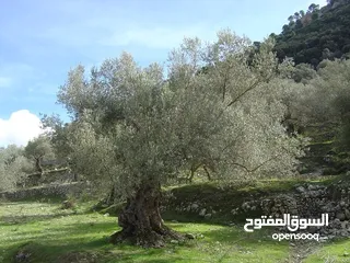  1 2دونم للبيع في كفرراعي (جنين)