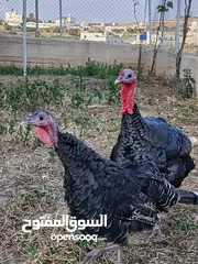  1 مطلوب حبش بلدي