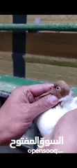  3 جوز ارباش اصفر شغال مكفول