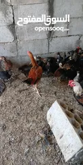  3 جاج بلدي للبيع
