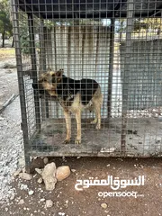  2 كلب جيرمن عمان
