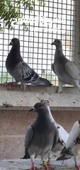  2 Zaji racing pigeons حمام الزاجل ،