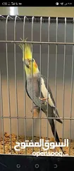  8 ببغاء كوكتيل