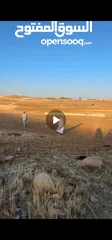  2 ارض للبيع في اللبن