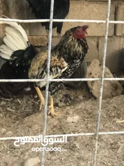  2 ديوج للبيع العنوان الكباسي قرب مدرسه المنذريه