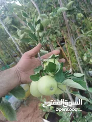  2 جميع أنواع أشجار الفواكة والحمضيات ( بلدي - مستورد )