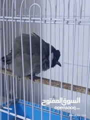  2 بلبل للبيع البف طينه