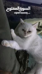  1 قطط شانشيلا للبيع بسعر مناسب قابل للتفاوض
