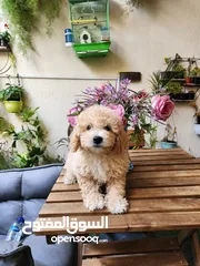  2 Male Toy Poodle puppy